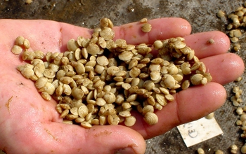 Juvenile clams held in a hand.